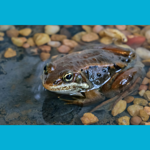 Wood frog at edge of pond