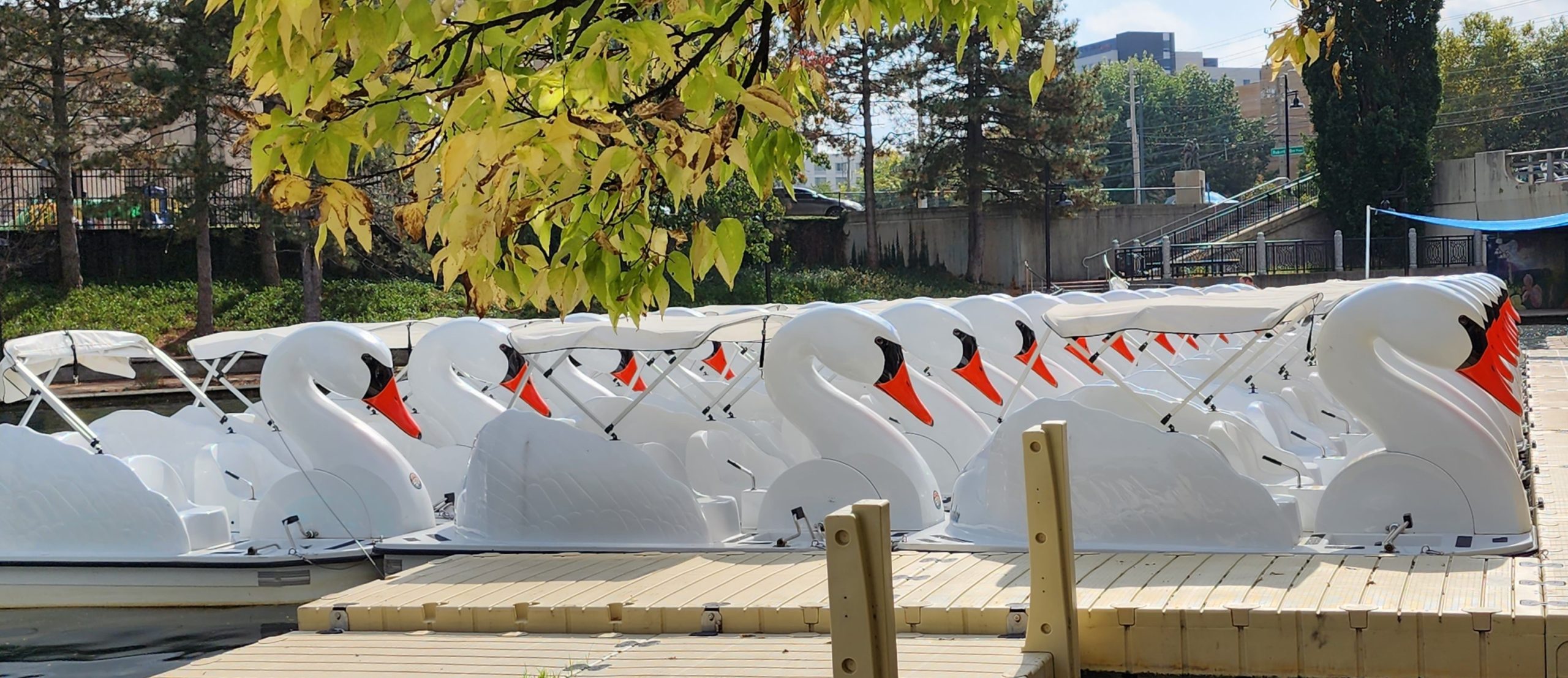 Swan paddle boats all lined up in rows waiting to be rented for use on the canal.